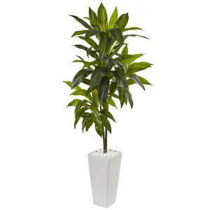 3’ Dracaena Plant in White Tower Planter