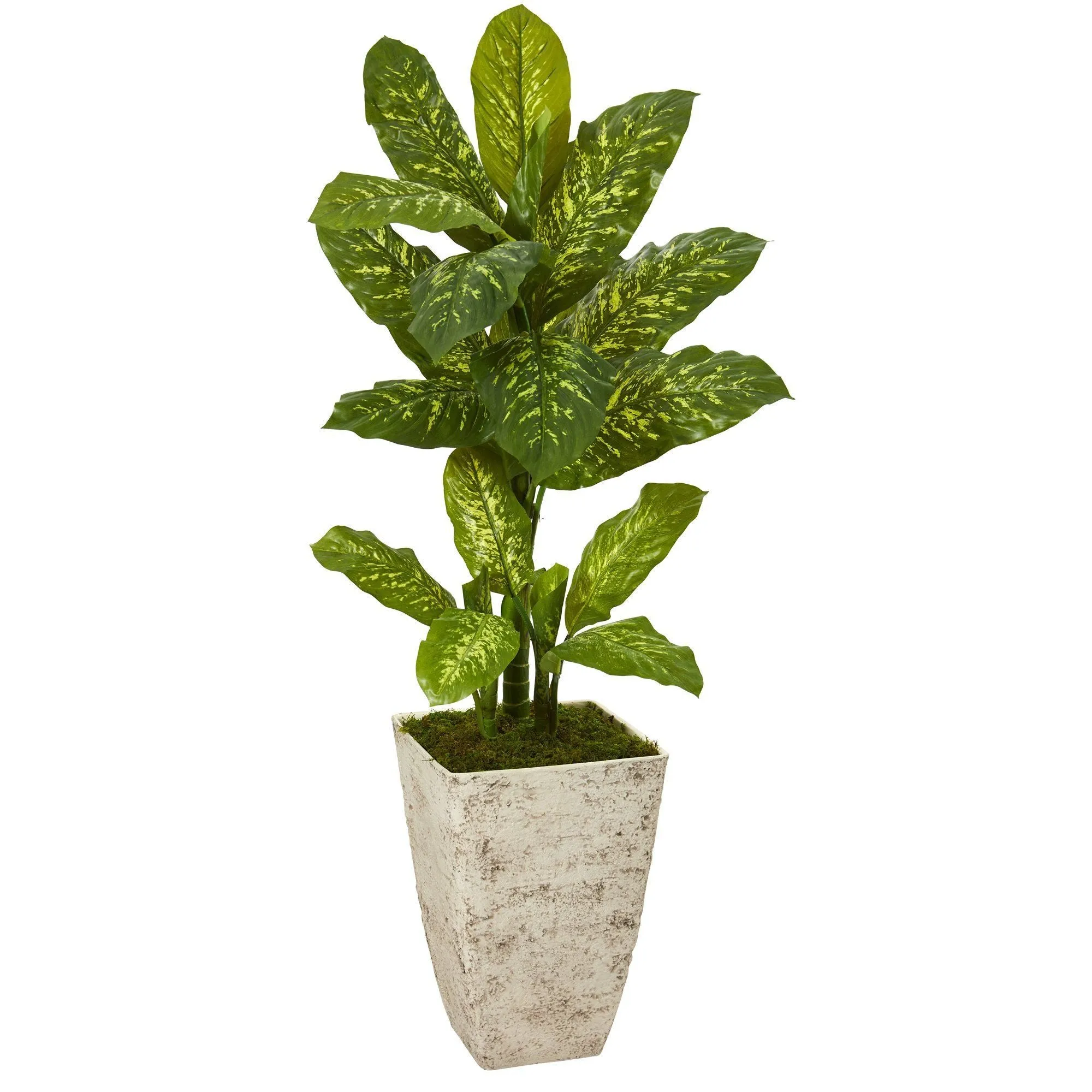 51” Dieffenbachia Artificial Plant in Stone Washed Planter (Real Touch)